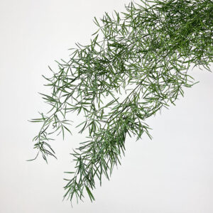 Emerald Ferns, Green, Preserved (Asparagus Sprengeri) 40-45cm Earth Matters®