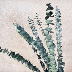 Eucalyptus Baby Blue, Sage Green, Preserved, 65cm