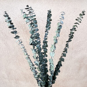Eucalyptus, Sage Green to Grey, Preserved, 65cm ~ SMALL BUNCH