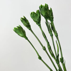Carnation Stems, Natural Preserved, 30cm, Earth Matters®