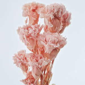 Carnations Bunch, Pale Pink, Preserved, 50-60cm