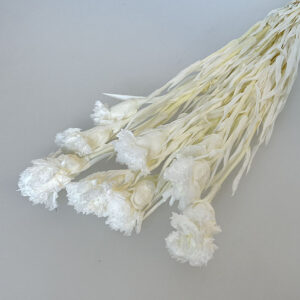 Carnations Bunch, White, Preserved, 50-60cm