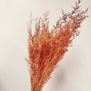 Limonium Caspia, Terracotta, Preserved (Sea Lavender) 80cm
