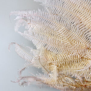 Coral Ferns, Soft Peach, Preserved, 50cm