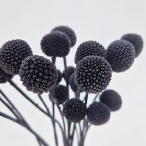 Craspedia, Black, Preserved (Billy Buttons) 50cm