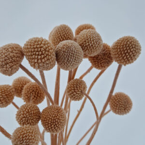 Craspedia, Blush, Preserved (Billy Buttons) 50cm