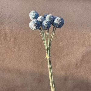 Craspedia, Dusky Blue, Preserved (Billy Buttons) 65cm