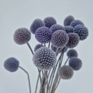 Craspedia, Pale Lavender Blue, Preserved (Billy Buttons) 50cm