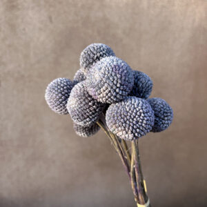 Craspedia, Dusky Lilac, Preserved (Billy Buttons) 65cm