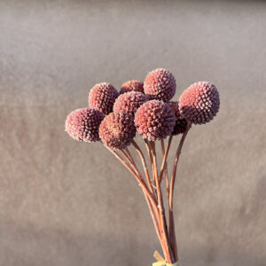 Craspedia, Dusky Rose, Preserved (Billy Buttons) Medium, 65cm