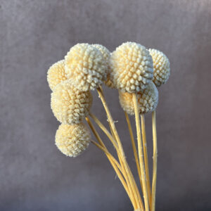 Craspedia, Pale Apricot, Preserved (Billy Buttons) 65cm