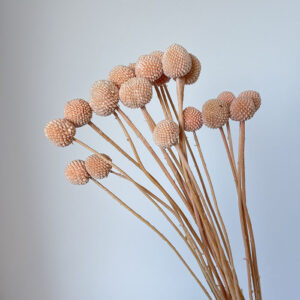 Craspedia, Pale Peach, Preserved (Billy Buttons) 50cm