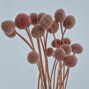 Craspedia, Pale Pink, Preserved (Billy Buttons) Small to Medium, 50cm