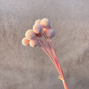 Craspedia, Pale Pink, Preserved (Billy Buttons) Medium to Large, 55cm