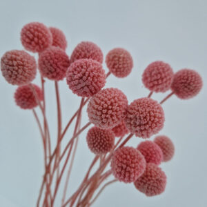 Craspedia, Pink, Preserved (Billy Buttons) 50cm