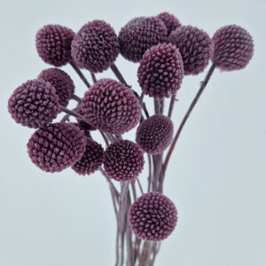 Craspedia, Plum Purple, Preserved (Billy Buttons) 50cm