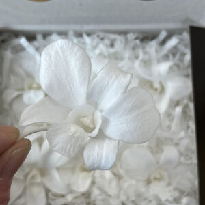 Orchids, White, Preserved (Dendrobium) Earth Matters® x8, 5-6cm