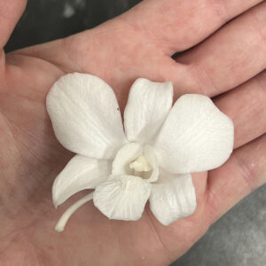 Dendrobium Orchid Flowers, White, Preserved, Earth Matters®