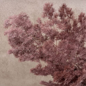 Ming Ferns, Dusky Mocha Pink, Preserved (Asparagus Myriocladus) 50cm