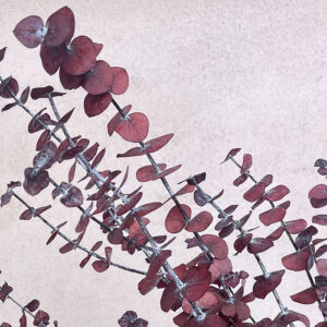 Eucalyptus Baby Blue, Dusky Red, Preserved, 50-70cm