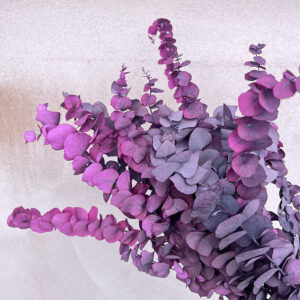 Eucalyptus Cinerea, Amethyst Ombré , Preserved, up to 70cm