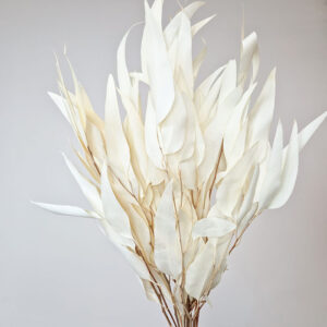 Eucalyptus Exotica, Creamy White, Preserved, 50cm