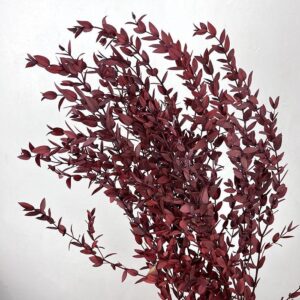 Eucalyptus Parvifolia, Dark Red, Preserved, 65cm
