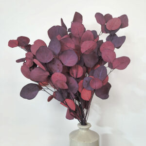 Eucalyptus Populus, Burgundy Red, Preserved, 45cm