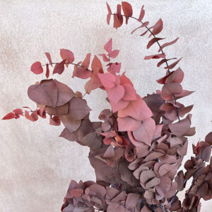Eucalyptus Stuartiana, Dusky Red, Preserved, 50-70cm
