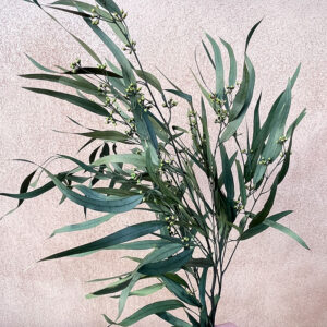 Eucalyptus Exotica, Green, Preserved, up to 70cm