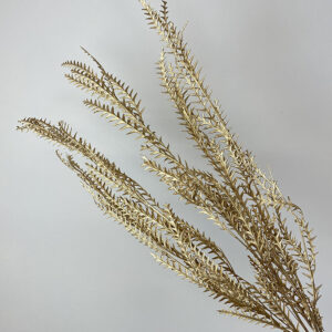 Grevillea Ivanhoe, Gold, Preserved, 40-55cm Earth Matters®