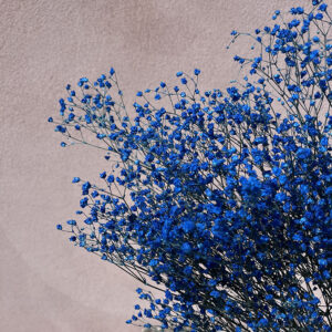 Gypsophila Cosmic, Blue, Preserved (Baby’s Breath) up to 70cm