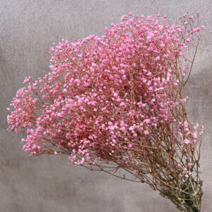 Gypsophila Cosmic, Light Pink, Preserved (Baby’s Breath) up to 65cm