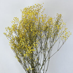 Gypsophila Cosmic, Yellow, Preserved (Baby’s Breath) up to 70cm