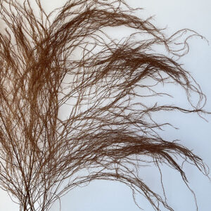 Horsetail Ferns, Mocha Brown, Preserved (Asparagus) up to 110cm