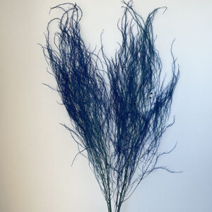 Horsetail Ferns, Deep Blue, Preserved (Asparagus) up to 110cm