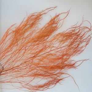 Horsetail Ferns, Orange, Preserved (Asparagus) up to 110cm