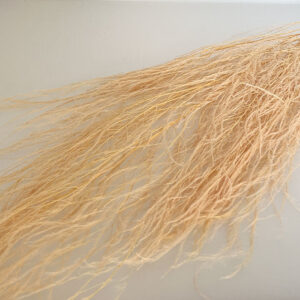 Horsetail Ferns, Pale Peach, Preserved (Asparagus) up to 110cm