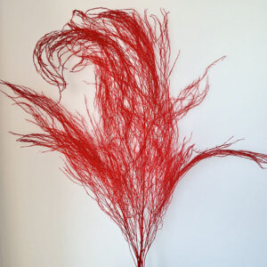 Horsetail Ferns, Red, Preserved (Asparagus) up to 110cm