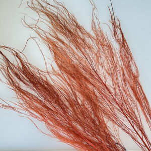 Horsetail Ferns, Rust, Preserved (Asparagus) up to 110cm