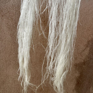 Horsetail Ferns, Bleached White, Preserved (Asparagus) up to 110cm
