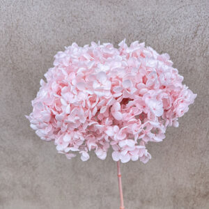 Hydrangea arb. ‘Annabelle’, Pale Pink, Preserved, 50-60cm Bloom 21-25cm (Large)