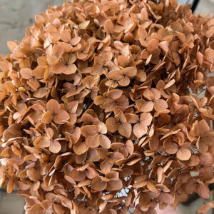 Hydrangea arb. ‘Annabelle’, Copper Brown, Preserved, 50cm+ Bloom 21-25cm (Large)