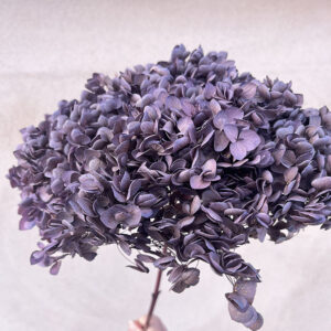Hydrangea arb. ‘Annabelle’, Dusky Mauve, Preserved, 50-60cm Bloom 21-25cm (Large)