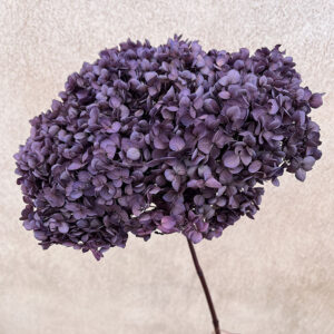 Hydrangea arb. ‘Annabelle’, Blackcurrant, Preserved, 50-60cm Bloom 21-25cm (Large)