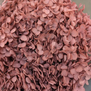 Hydrangea arb. ‘Annabelle’, Dusky Rose, Preserved, 50cm Bloom 21-25cm (Large)