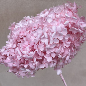 Hydrangea arb. ‘Annabelle’, Light Pink, Preserved, 50cm+ Bloom 21-20cm (Large)