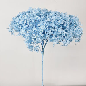 Hydrangea arb. ‘Annabelle’, Pale Blue, Preserved, 50cm Bloom 21-25cm (Large)