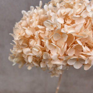 Hydrangea arb. ‘Annabelle’, Pale Peach, Preserved, 50cm+ Bloom 21-25cm (Large)