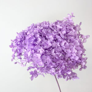 Hydrangea arb. ‘Annabelle’, Pastel Violet, Preserved, 50cm+ Bloom 18-20cm (Medium)